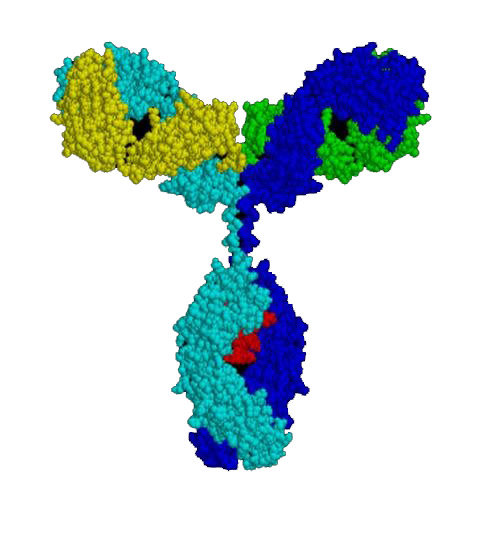 anticorps-fullinit_.jpg